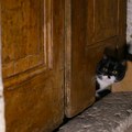 Ovaj mačak čuva tajne osmanske palate: Šerbet je naslednik mačje dinastije, privlači pažnju celog sveta i voli da pozira…