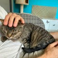 8 znakova koji pokazuju da mačka pokušava da vas uteši: Veterinari otkrili kako ovaj kućni ljubimac pokazuje ljubav i…