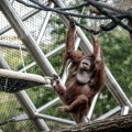 Uginula orangutanka Neti, poznata po tome što je volela da posmatra ljude
