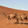 Dve kamile iz Egipta stižu Zoo-vrtu u Jagodini