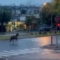 Beži ispred oluje Konj trči ulicama Konjarnika, vozači šokirani obilaze zbunjenu životinju