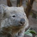 Vombat – Šarmantni torbar Australije