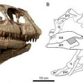 Novi rod  dinosaurusa identifikovan u kineskoj provinciji Junan