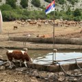Ministarstvo poljoprivrede obezbedilo cisterne sa vodom za životinje na Suvoj planini