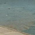 Vodopad fekalija ne novosadskom šetalištu