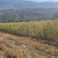 Kukuruz bolji nego prošle godine. Gavrilović: Očekujemo prosečne prinose za Pirot