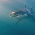 Izlet sa delfinima pretvorio se u dramu: Ajkula napala ženu na izletu na Bahamima
