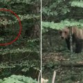 "A ti čačkaš mečku sa tim snimanjem, posle će đavo da ti bude kriv": Medved snimljen na Tepih livadi na Tari (video)
