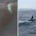 Kitovi ubice opet napadaju, u Mediteranskom moru grizle jahtu od 12 metara: Na snimku se čuje "Tonemo, tonemo"