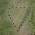 Srce od 21 stabla crvenog hrasta na Ušću za ubijene u Beogradu, Duboni i Malom Orašju