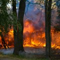 Izgorelo 70 konja u požaru u Francuskoj