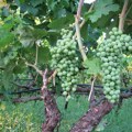 Ovo su sorte grožđa za proizvodnju vrhunskih vina