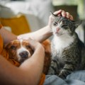 Oprezno s kućnim ljubimcima upozoravaju veterinari: Ono što možda i niste znali o njima (foto)