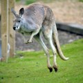 Još uvek je u ambulanti: Poznato stanje kengura koji je pobegao iz beogradskog zoo vrta