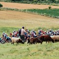 Điro kroz Albaniju, biciklistu napala - koza VIDEO