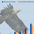 Историјски повратак орлова крсташа 🦅 : Србија бележи рекордну сезону гнежђења!️