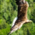 Istorijski povratak orlova krstaša 🦅 : Srbija beleži rekordnu sezonu gnežđenja!️