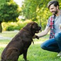 Ljubav, loptu i... Vi i vaš pas ste sličniji nego što mislite! Labradori i ljudi dele više nego što mislimo – i to baš kad je…