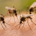 Akcija suzbijanja komaraca u ovim delovima Beograda danas se očekuje intervencija Gradske čistoće