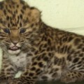 U zoološkom vrtu prava senzacija: Rođene bebe leoparda, jedine u Evropi i već su postale prava atrakcija