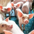 Velike razlike na stočnom tržištu - prasad do 400 dinara, jagnjad do 520, a telad i bikovi menjaju cenu iz dana u dan