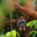 Osam orangutana vraćeno u šume Bornea nakon razarajućih požara