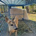 Pronašao ga je u kukuruzu, a do zime će ga vratiti prirodi: Periša iz Petnice odgajio lane