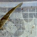 U Jadranu, na dubini od 200 metara, uhvaćena retka vrsta ribe: "Poslednji je put viđena 1978. godine"
