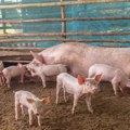 Afrička kuga svinja do sada potvrđena u 32 opštine u Srbiji