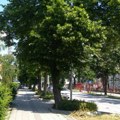 Sunčani park: Spašeno drveće uspešno napreduje