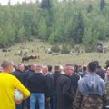 Više hiljada posetilaca pratilo borbu bikova u Dolovu