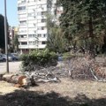 U Dubočici tuga zbog sečenja breza, u Komunalcu kažu da im se produžava životni vek