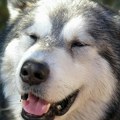 Vlasnica stvarno nije mislila da će toliko da poraste Bio je preslatko štene, a sada ima 82 kilograma - ljudi se šokiraju kada…