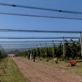 Slankamenački Vinogradi na Dan trešnje: Šta od ove sezone očekuju uzgajivači trešanja?