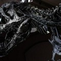 U Severnoj Dakoti otkriveni prvi poznati otisci stopala odraslog tiranosaurusa reksa