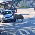 "Ponaša se bolje u saobraćaju nego većina beograđana": Nesvakidašnje scene na Košutnjaku, ovca prošetala ulicama (video)
