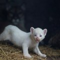 Pogledajte kako izgleda albino puma (FOTO)