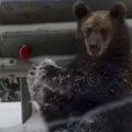 Sećate li se snimka medveda sa Kopaonika koji radi vežbe? Sada je ponovo usijao mreže, ali iz drugog razloga