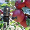 Roboti će brati jabuke Novi projekat Poljoprivrednog fakulteta u Novom Sadu i ftn-a se zahuktava