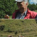 Volim moje kravice, a poneka kintica padne u DžEP Čobanin Ljubenko sa planine Zlatar je penzioner ali ne odustaje od…