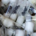 Biopirati krijumčare i mrave: male vrste – velika opasnost