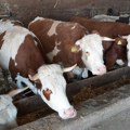 Mlekare smanjile otkupnu cenu, prvo će propasti mala gazdinstva