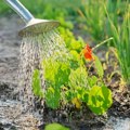 Najgore doba dana za zalivanje bašte leti – evo zašto ga treba izbegavati