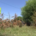 Zašto tuje venu i u dvorištima i u parkovima