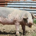 Uprava za veterinu nabavlja vakcine protiv bolesti klasične kuge svinja za pola miliona evra