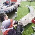 Iz Dunava izvukli soma od gotovo tri metra! Neverovatan ribolovački poduhvat, njih trojica se borili sa monstrumom: Pogledajte…