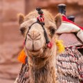 Dve kamile iz Egipta stižu u jagodinski zoološki vrt