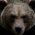 Suspendovana presuda za odstrel dva medveda koji su napali ljude u Alpima