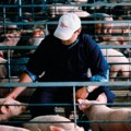 U Pakovraću sprečen transport svinja potencijalno zaraženih afričkom kugom