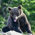 Kako smanjiti i sprečiti moguće štete koje rastuća populacija mrkog medveda u pojedinim delovima Srbije uzrokuje u…
